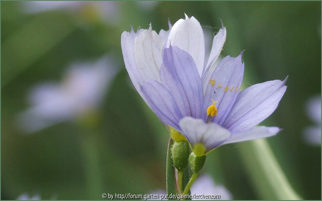 Grasschwertel (Sisyrinchium angustifolium)
