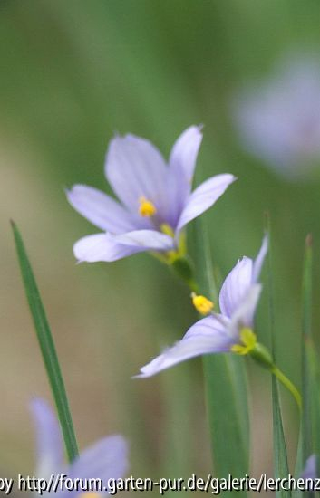 Grasschwertel (Sisyrinchium angustifolium)