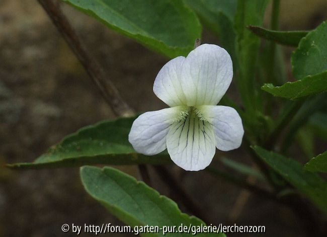 Gräben-Veilchen (Viola persicifolia)