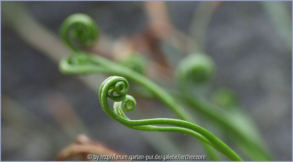 Nördlicher Streifenfarn (Asplenium septentrionale)