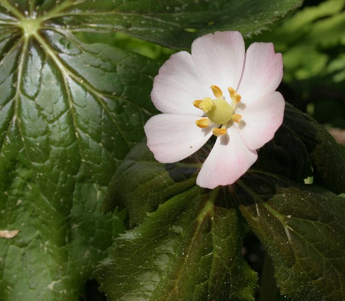Podophyllum hexandrum