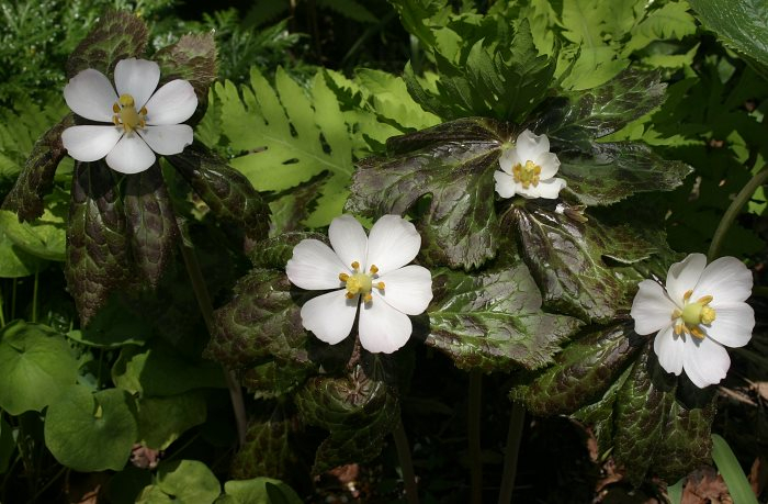Podophyllum hexandrum