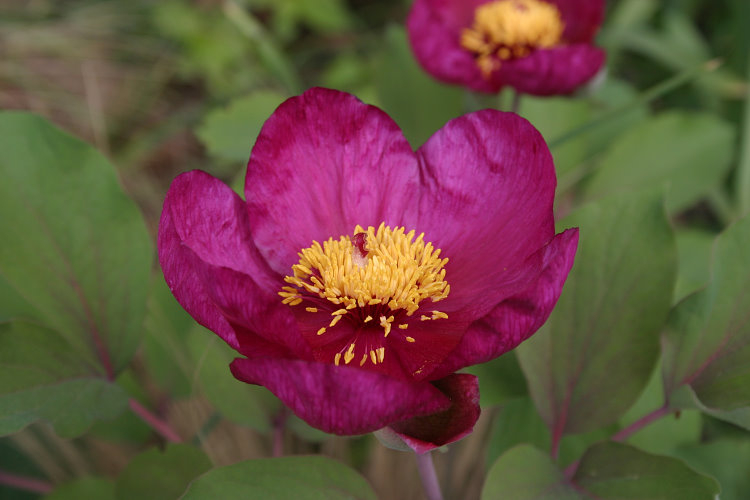 Paeonia daurica ssp mlokosewitchii - rot