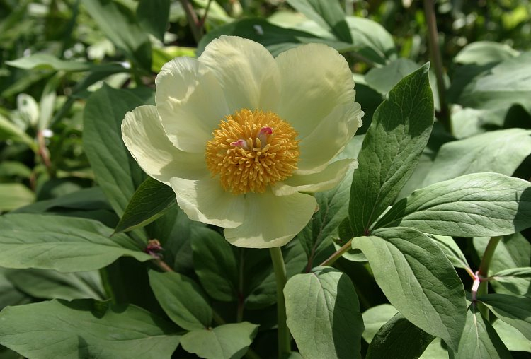 Paeonia daurica ssp mlokosewitchii