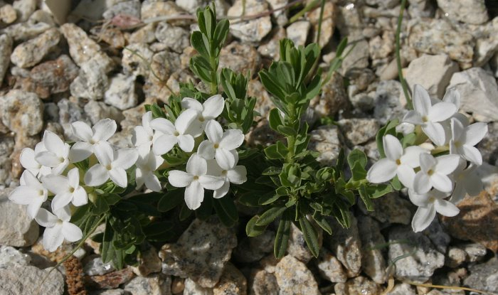 Daphne cneorum 'Album'