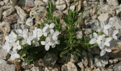 Daphne cneorum 'Album'