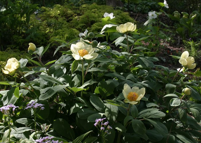 Paeonia daurica ssp mlokosewitchii