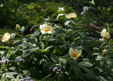 Paeonia daurica ssp mlokosewitchii