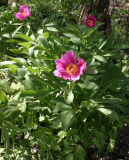 Paeonia officinalis ssp banatica