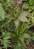 Lilium tsingtauense