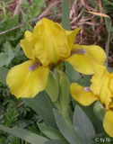 Gelb mit blauem Bart 2009
