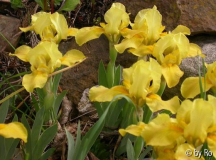 winzige Gelbe 2009