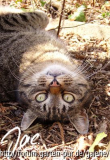 Tigg(er) im Baldrianrausch