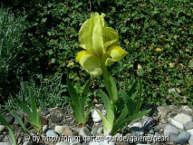 Iris reichenbachii