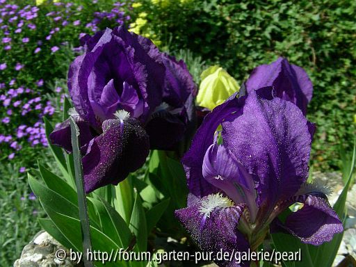 Iris pumila var. cyanea - violett und gelb
