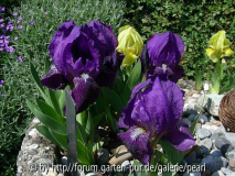 Iris pumila var. cyanea Iris reichenbach