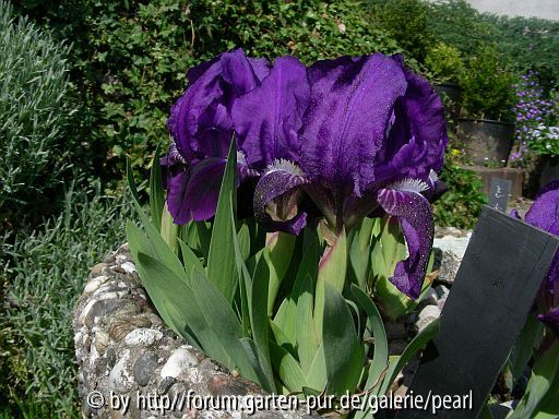 Iris pumila var. cyanea ganz