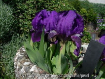 Iris pumila var. cyanea ganz
