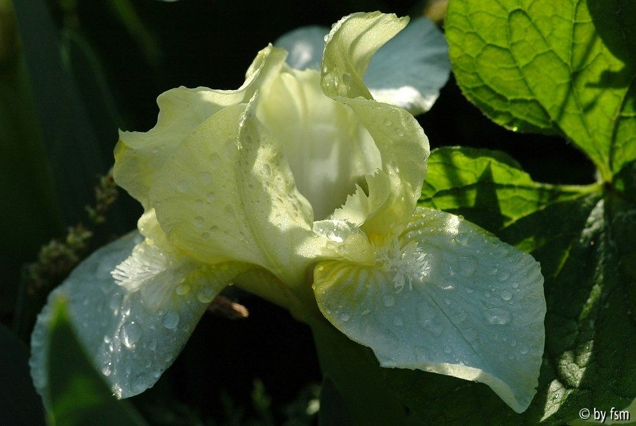 Iris X 1 26-04-2009