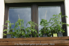 Tomaten am Bürofenster