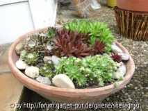 Sempervivum