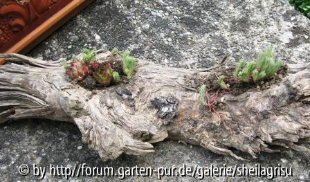 Hauswurz auf Wurzelstück