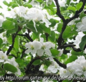 Apfelblüte