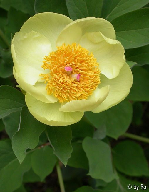 P.daurica ssp.mlokosewitschii 2009