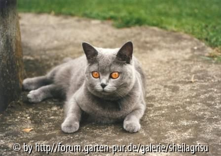 Sheila im Garten