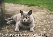 Sheila im Garten
