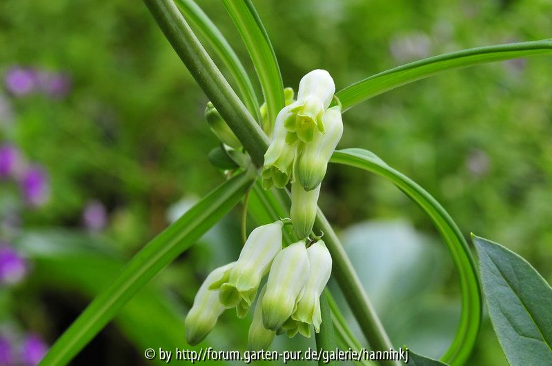 Polygonatum