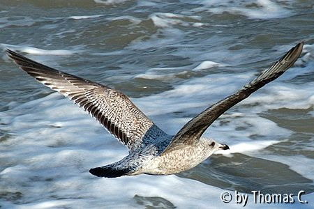 Möwe
