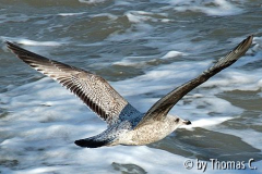Möwe