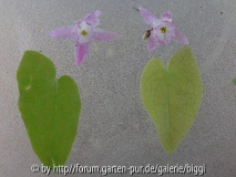 Sasaki-Roseum.jpg
