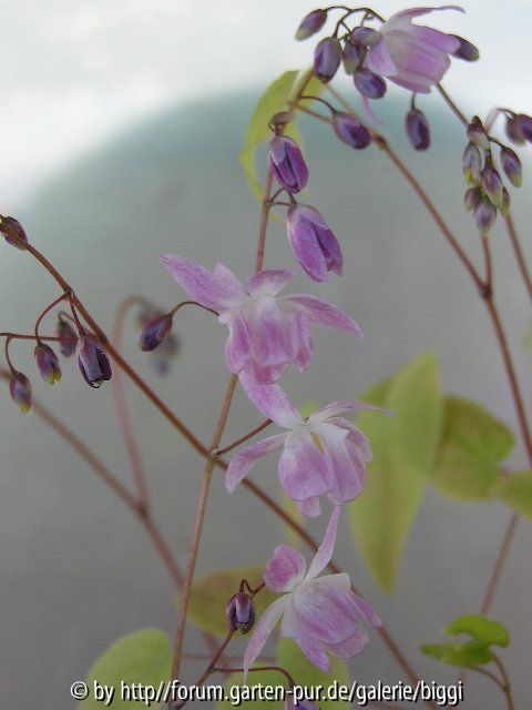 E. x sasakii