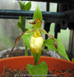 Cypripedium-Inge.jpg