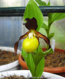 Cypripedium-calceolus.jpg