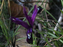 unbekannte reticulata purpur schmale Blüten