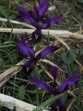 reticulata