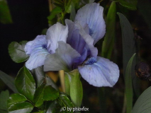 Sapphire Jewels
