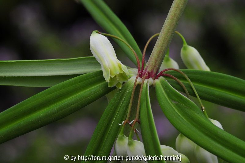 Polygonatum 2
