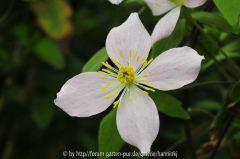 Clematis 'Jurry' 2009