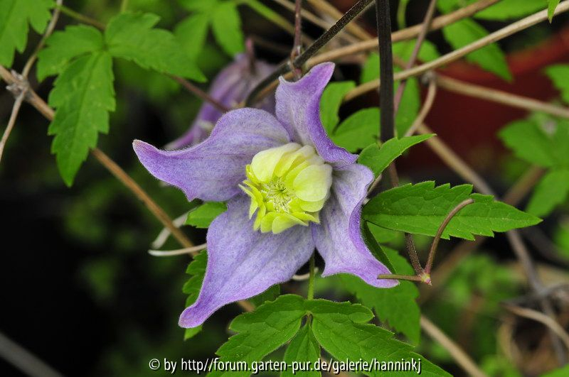 Clematis LOV002 1