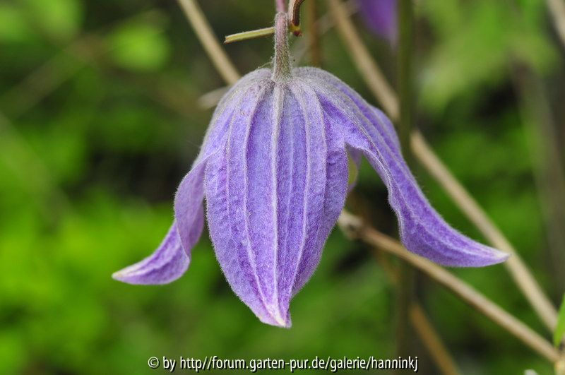 Clematis LOV002 2