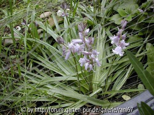 lila blume
