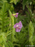 Pannonia