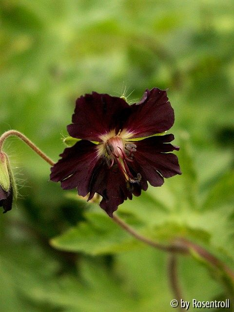 Mourning Widow