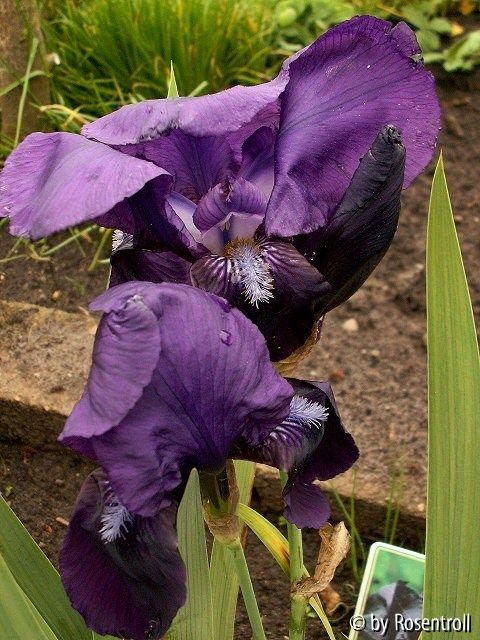 Iris barbata Swahili