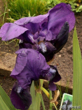 Iris barbata Swahili