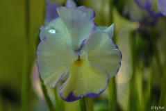 Viola X 1 26-04-2009